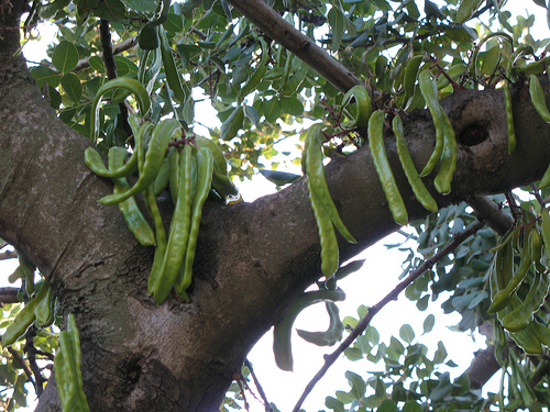 carobtree shavuot