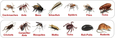 Household Bugs and Pest identifier