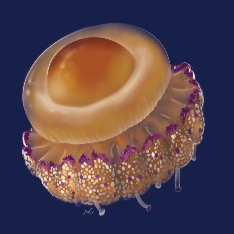 Jellyfish Season in Israel
